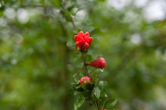 石榴花