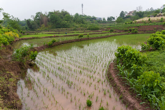 农村稻田水稻种植初种