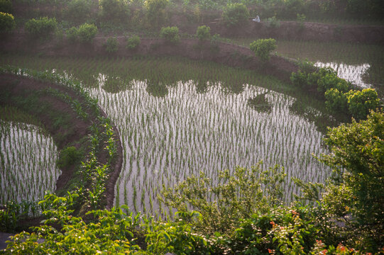 农村稻田水稻种植初种