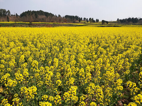 油菜花田