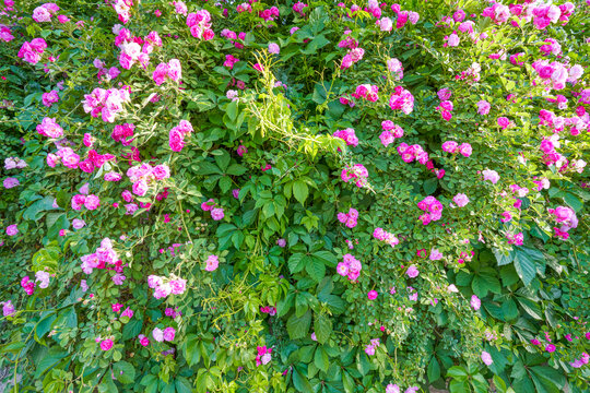 鲜花背景墙