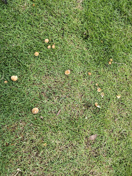 蘑菇与草地