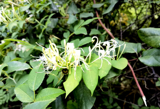 野生金银花