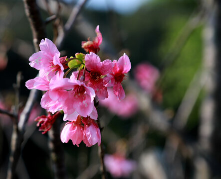 粉色桃花花枝