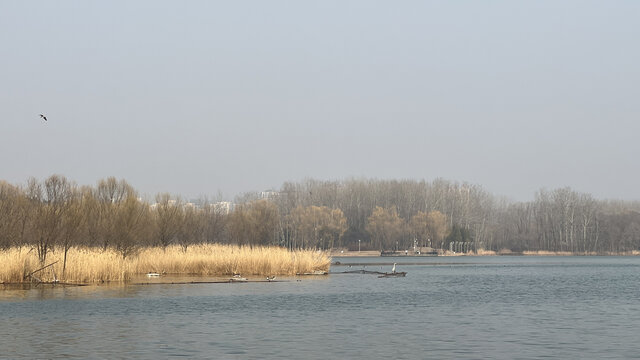 春季公园湖边