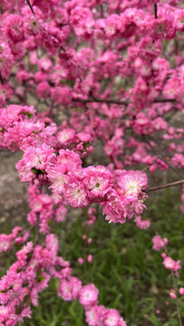 榆叶梅花图片