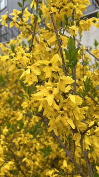 黄色连翘花