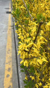 黄色连翘
