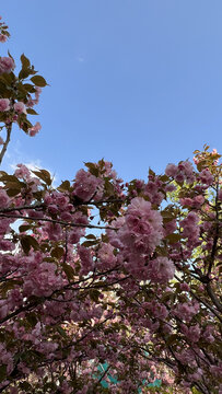 樱花