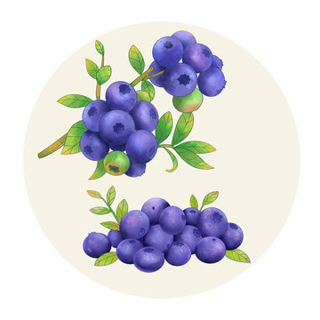 手绘水彩水果蓝莓