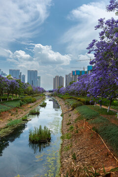 蓝天白云盛开蓝花楹城市风景