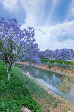 昆明盛开蓝花楹城市景观