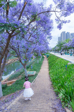 昆明盛开蓝花楹城市景观