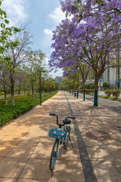 云南昆明盛开蓝花楹城市景观