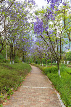 云南昆明盛开蓝花楹城市景观