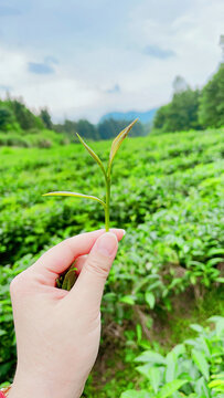 嫩茶叶