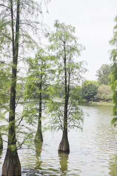 水杉树