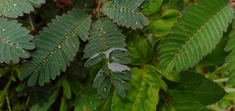 雨后清新绿植