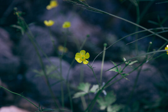 栀子花