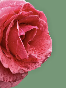 纯色背景下雨天玫瑰的特写镜头
