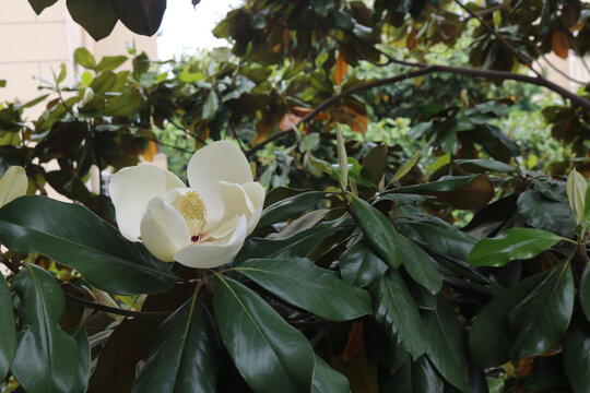 玉兰花