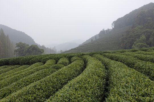 杭州西湖龙井茶园春天航拍