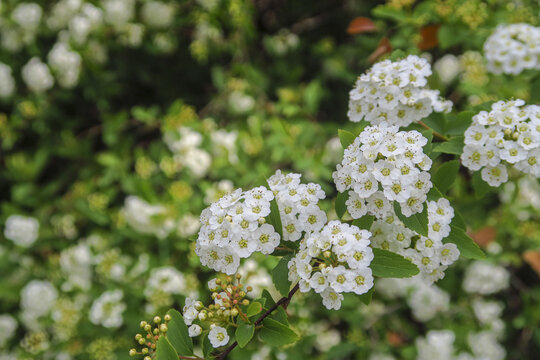 中华绣线菊