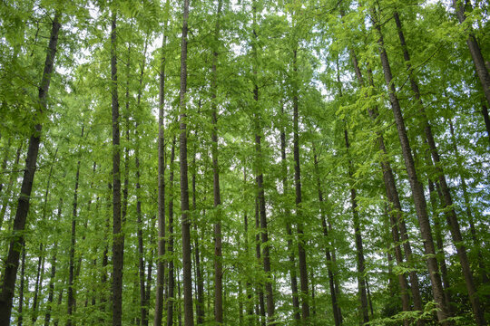 森林树林