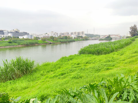 城市湿地