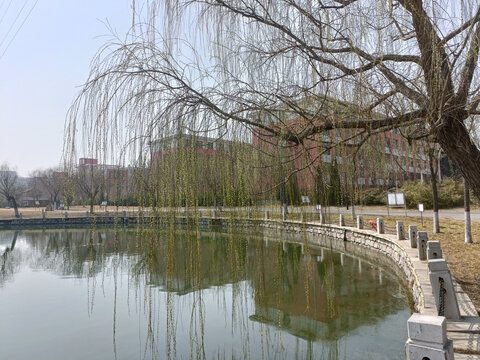 垂柳