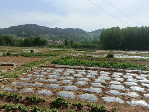 山间农田