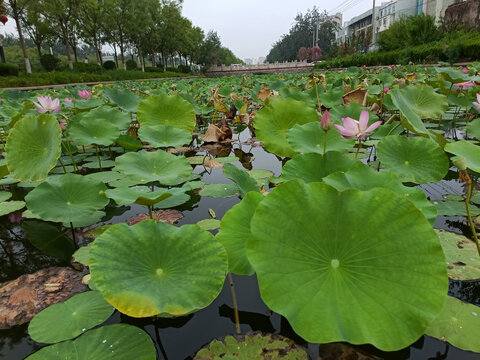 满塘的荷