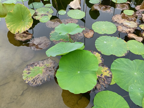 满池的荷花