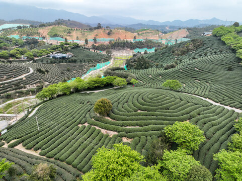 航拍漳平台品樱花茶园