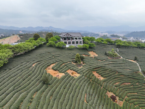 航拍漳平台品樱花茶园