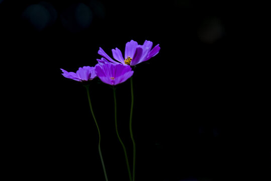 格桑花特写