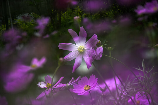 格桑花特写