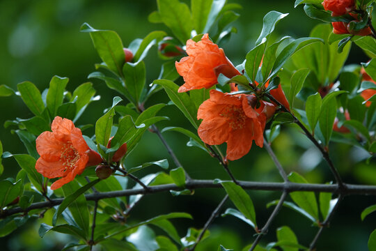 石榴花