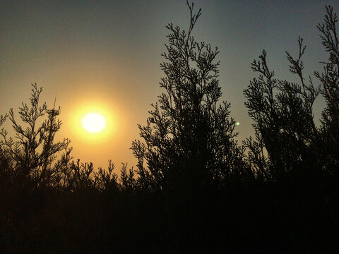 日落黄昏前的树木剪影