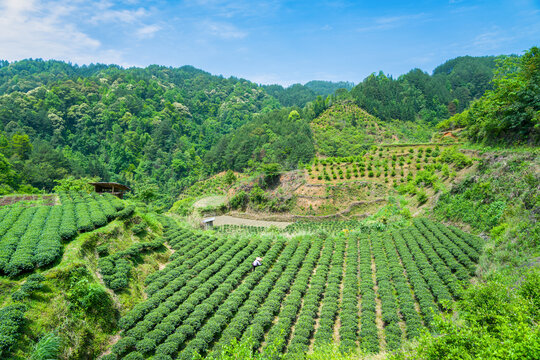 山村茶山茶园美丽风光