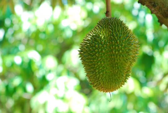 马来西亚进口树上熟猫山王榴莲