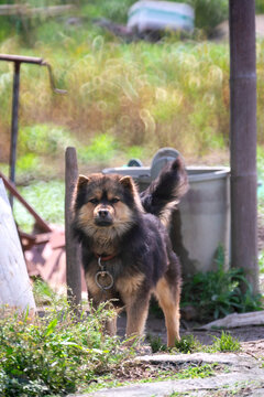 中华田园犬