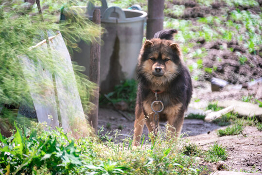 中华田园犬素材