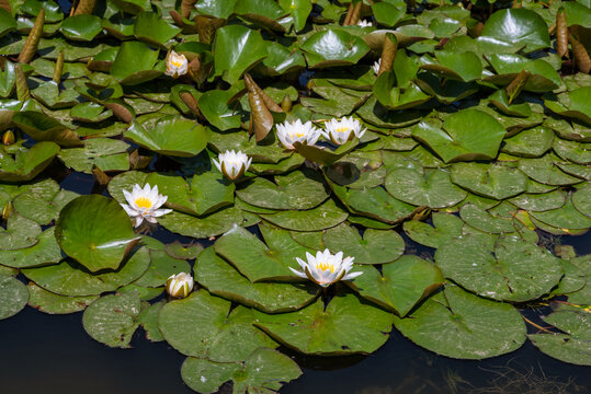 池塘里盛开的莲花