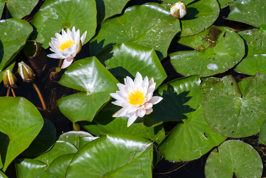 池塘里盛开的莲花