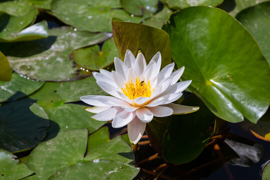 池塘里盛开的莲花