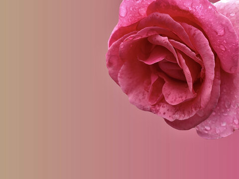 纯色背景下雨天玫瑰的特写镜头