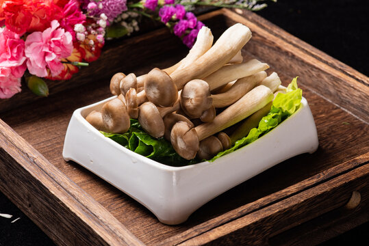 鹿茸菇
