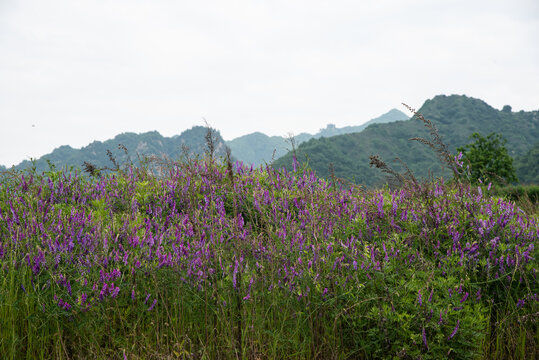 野豌豆花