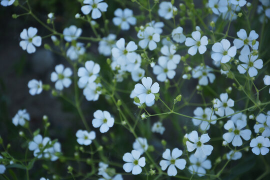 麦蓝菜开花